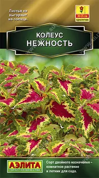 Колеус "Аэлита" блюме Нежность 10шт