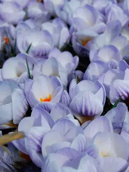 Крокус ботанический "Поиск" Блу Марлин 10шт