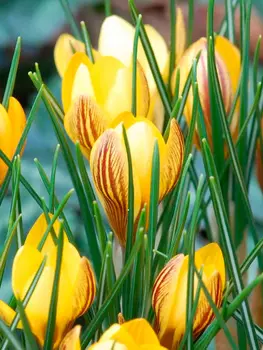 Крокус ботанический "Поиск" Джипси Гёрл 10шт