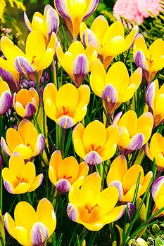 Крокус ботанический "Поиск" Эдванс 10шт