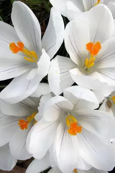 Крокус крупноцветковый "Поиск" Айс Квин 10шт