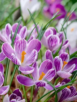 Крокус крупноцветковый "Поиск" Уэйл Шарк 10шт