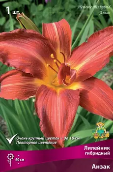 Лилейник гибридный "Поиск" Анзак 1шт