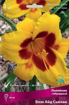Лилейник гибридный "Поиск" Блэк Айд Сьюзан 1шт