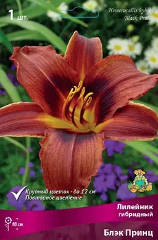 Лилейник гибридный "Поиск" Блэк Принц 1шт