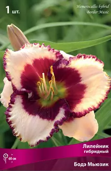 Лилейник гибридный "Поиск" Бодэ Мьюзик 1шт