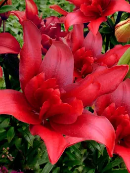 Лилия азиатская махровая "Поиск" Болд Игл 2шт