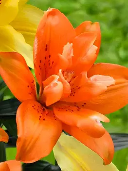 Лилия азиатская махровая "Поиск" Дабл Ориндж 2шт