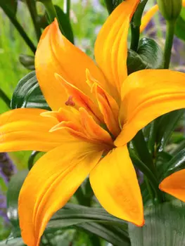 Лилия азиатская махровая "Поиск" Голд Твин 2шт