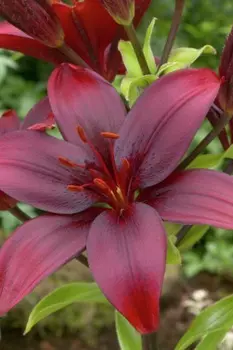 Лилия азиатская "Поиск" Блэк Джек 2шт