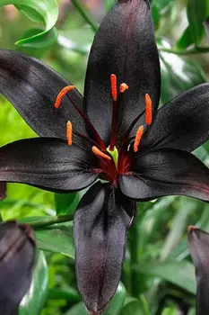 Лилия азиатская "Поиск" Куин ов Найт 2шт