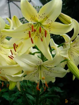 Лилия азиатская "Поиск" Свит Суррендер 2шт