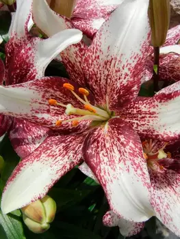 Лилия азиатская Танго "Поиск" Изи Спот 2шт