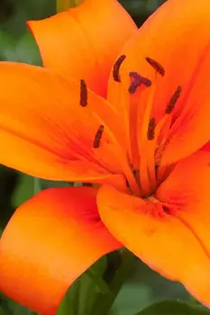 Лилия ЛА-гибрид "Поиск" Коралло Бич 2шт