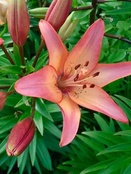 Лилия ЛА-гибрид "Поиск" Ройал Презент 2шт