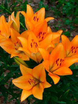 Лилия ЛА-гибрид "Поиск" Ройал Тринити 2шт