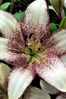 Лилия ЛА-гибрид "Поиск" Свит Дзаника 2шт