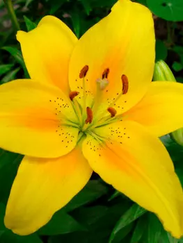 Лилия лонгифлорум "Поиск" Делиана 2шт