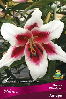 Лилия ОТ-гибрид "Поиск" Алтари 2шт
