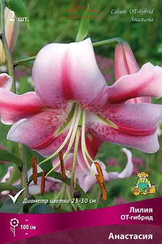 Лилия ОТ-гибрид "Поиск" Анастасия 2шт
