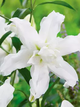 Лилия восточная махровая "Поиск" Лотус Бьюти 1шт