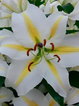 Лилия восточная "Поиск" Баферрари 2шт