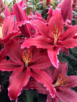 Лилия восточная "Поиск" Блэк Белт 2шт