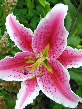 Лилия восточная "Поиск" Старгейзер 2шт