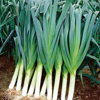 Лук порей "Сады России" Коламбус F1 50шт