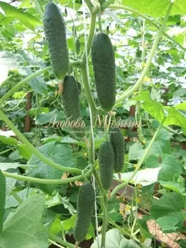 Огурец "Мязина Л.А." Маэстро F1 10шт