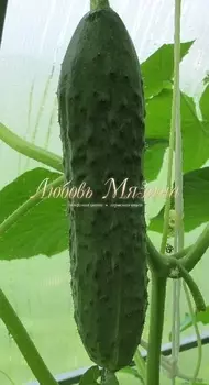 Огурец "Мязина Л.А." Семь гномов F1 8 шт