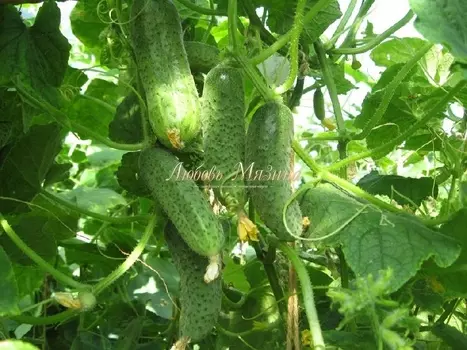 Огурец "Мязина Л.А." Спутник F1 8шт
