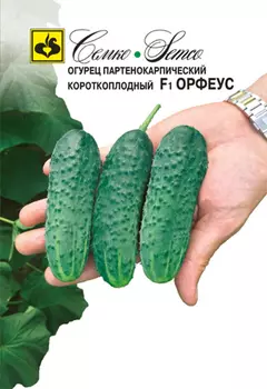 Огурец "Семко" Орфеус F1 10шт