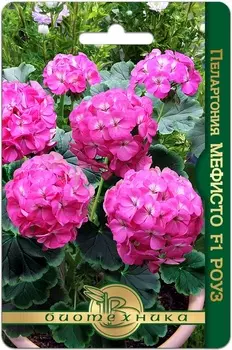 Пеларгония "Биотехника" Мефисто F1 Роуз 5шт