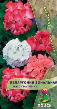 Пеларгония зональная "Поиск" Люстра микс 5шт