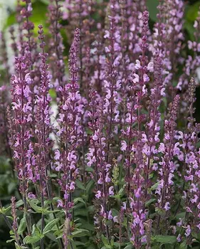 Сальвия дубравная (Шалфей) "Поиск" Мерло Роуз 1шт