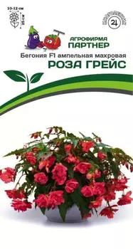 Семена Бегония клубневая ампельная махровая "Партнер" Роза Грейс F1 5шт