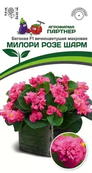 Семена Бегония вечноцветущая махровая "Партнер" Милори Розе Шарм F1 5шт
