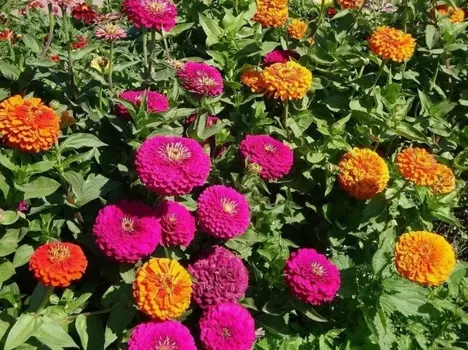 Семена Цинния "Поиск" Гиганты Бенари Смесь окрасок 10шт