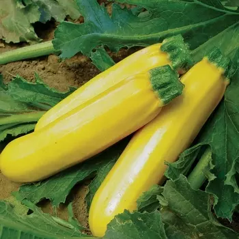 Семена Кабачок цуккини "Аэлита" Цыпленок F1 5шт