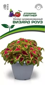 Семена Колеус "Партнер" шлемниковидный Визард Сансет 10шт