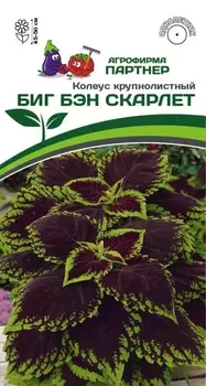 Семена Колеус шлемниковидный "Партнер" Биг Бэн Скарлет 5шт