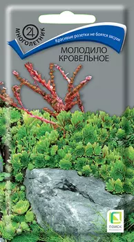 Семена Молодило кровельное "Поиск" 0,01г