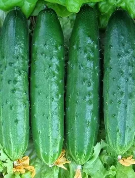 Семена Огурец "Аэлита" Клевый парень F1 10шт