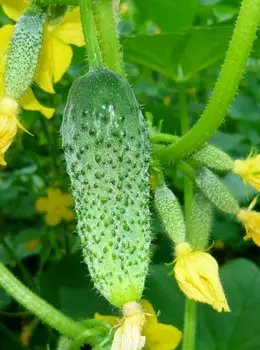 Семена Огурец "Аэлита" Кречет F1 10шт