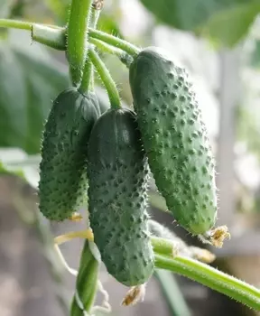 Семена Огурец "Аэлита" Паучок F1 10шт