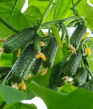 Семена Огурец "Аэлита" Уйгур F1 10шт