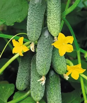 Семена Огурец "Аэлита" Веселый паровозик F1 10шт