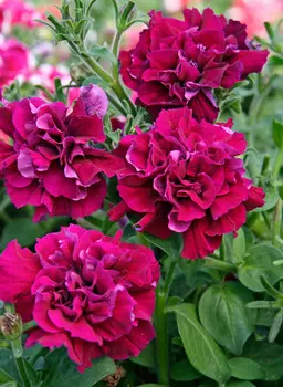 Семена Петуния махровая "Поиск" Дуо бургунди 10шт