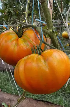 Семена Томат "Мязина Л.А." Ананас 5шт